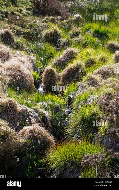 Tussocks Of Purple Moor Grass Molinia Caerulea In Spring Powys