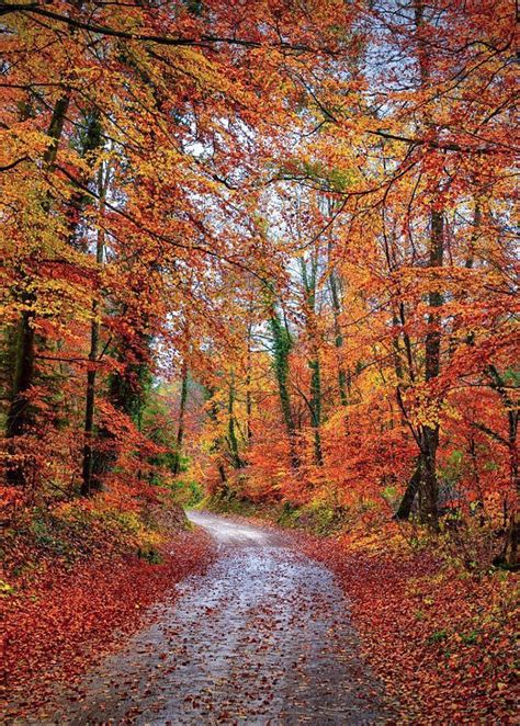 A Path In The Forest In Autumn Switzerland By Walter Günter