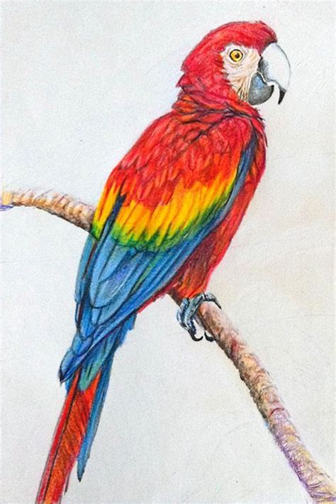 In Polychromo Pencil Parrots Art Bird Drawings Parrot Drawing