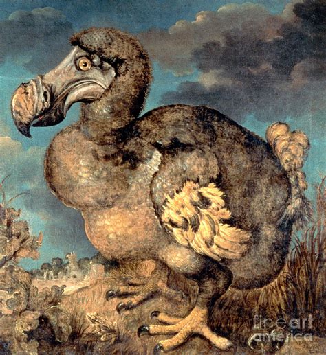 The Dodo 1651 Painting By Hans Savery I Pixels