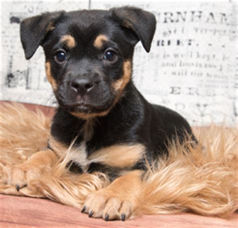 We have also shipped our german shepherd puppies out of state to california, wyoming and kansas. View Ad: German Shepherd Dog-Rottweiler Mix Dog for ...