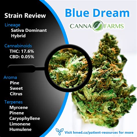 Strain Review Dry Flower Medical Cannabis Harvest Medicine