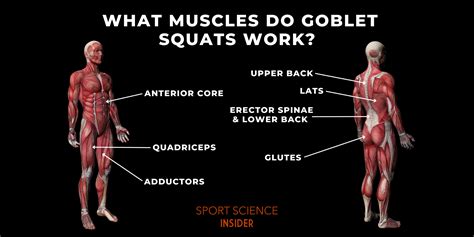 What Muscles Do Goblet Squats Work Sport Science Insider