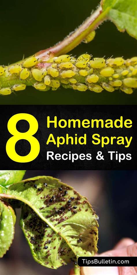 Controlling Aphids 8 Homemade Aphid Spray Recipes And Tips