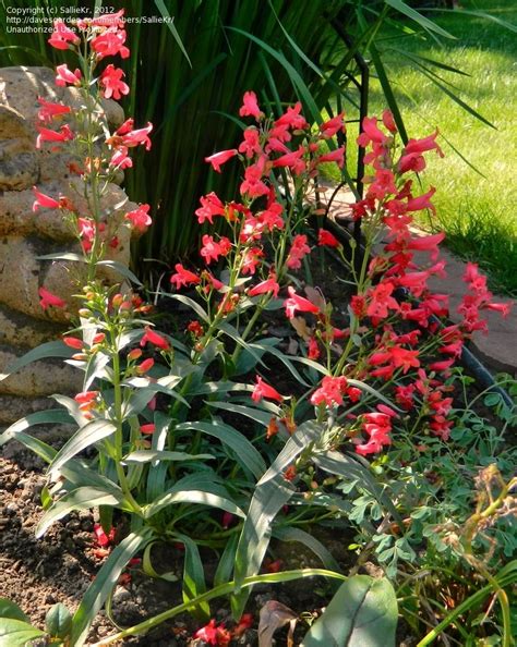 300 blue rocky mountain beardtongue penstemon strictus flower | etsy. Red Riding Hood Penstemon - RockSolidLandscape.com ...