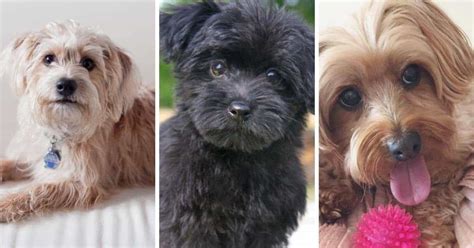 Yorkie Poodle Mix Puppies
