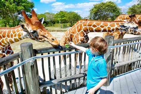 25 Best Zoos In The Us To Visit In 2024 Road Affair