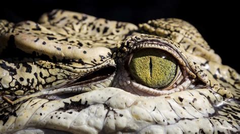 Krokodil, the Russian 'flesh-eating' drug, makes a rare appearance in Australia - ABC News