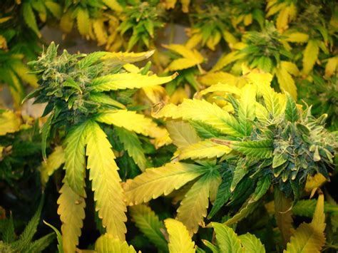 It's better to read this marijuana blog and not need it than to not read it and come undone in the grow room. Intense yellowing after feeding - Cannabis Cultivation ...