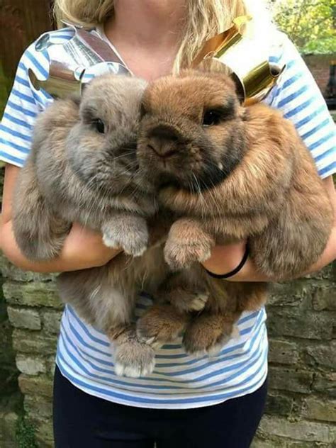 Fluffy Bunnies 🐰🐰 ️ By Alfie And Biscuit Fluffy Bunny Animals