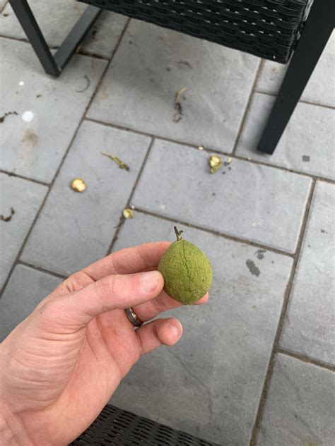 What Type Of Tree Is Dropping These Pods Arborists