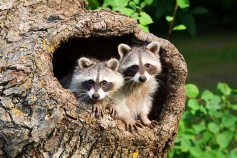 28 Cute Raccoon Pics You Need In Your Life Readers Digest