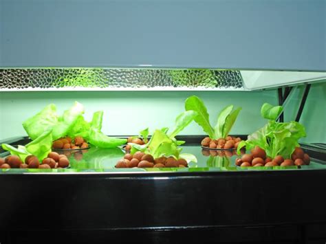 It grows faster, yields more and tastes and smokes. DIY Aeroponic System | Aeroponic system, Aeroponics, Aquaponics