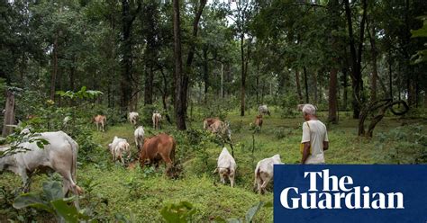 The Forest Is Everything Indigenous Tribes In India Battle To Save