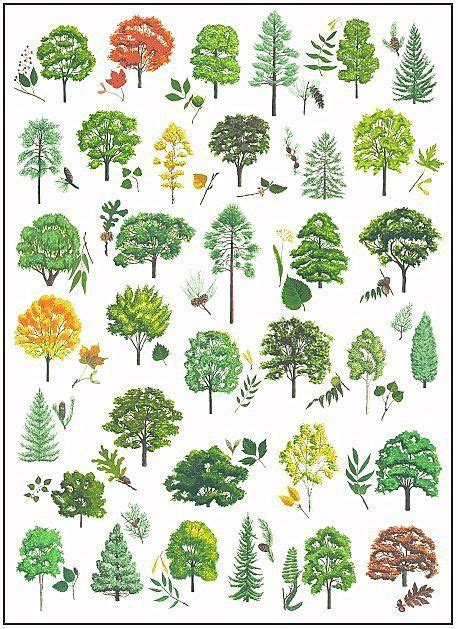 Check spelling or type a new query. Tree Identification | Tree identification, Tree leaf ...