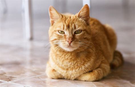 Породы рыжих котов 11 самых красивых их описание и особенности ухода