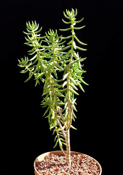 It had been around for such a long time and lived through many great events including arizona becoming a state, civil war, women's right to vote, mlk jr. Crassula tetragona - Cactus Jungle