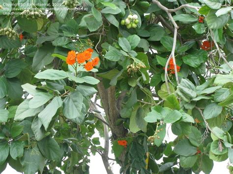 Orange seeds are quite easy to germinate. PlantFiles Pictures: Orange Geiger Tree, Geranium Tree ...