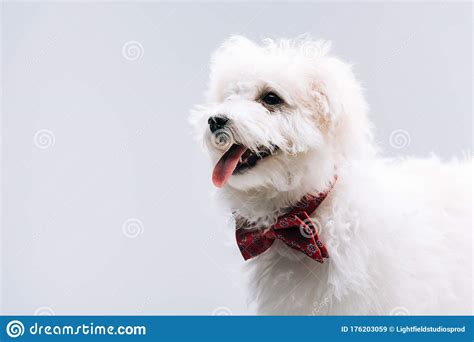 Havanese Dog With Red Bow Tie Stock Image Image Of Accessory Fauna