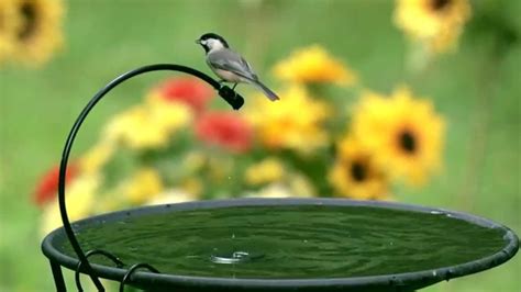 Not only do birds bathe in bird baths, but they also drink from them. diy bird bath dripper | Diy bird bath, Bird bath dripper, Wild birds unlimited