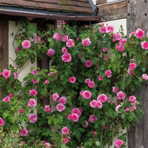 David Austin Gertrude Jekyll Ausbord Climbing Rose 6 Litre Pot