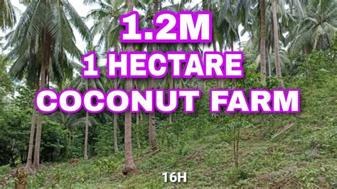 538 Coconut Farm Youtube