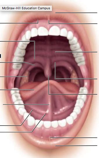 The Oral Cavity Diagram Quizlet