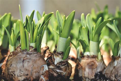 Select And Plant Spring Flowering Bulbs Now True Blue Nursery