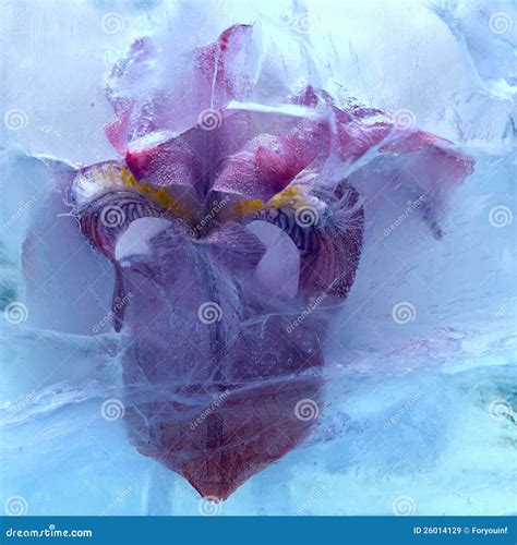 Frozen Iris Flower Stock Image Image Of Bouquet Leaf 26014129