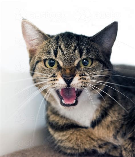 Image Of Tabby Cat Hissing At Camera Austockphoto