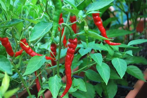 Long Red Thin Cayenne Chilli Seeds Greenmylife All About Gardens