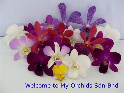 Life science corporation (gmp) sdn bhd. My Orchids Sdn Bhd