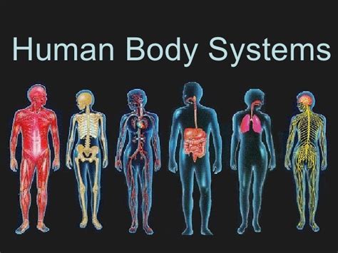 Human Body Systems Human Anatomy Quiz Quizizz