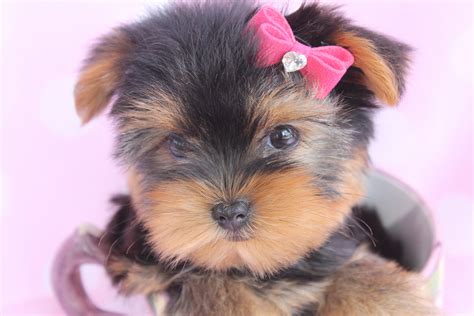 Beautiful Teacup Yorkie Puppies Miami Ft Lauderdale Area Teacups Puppies And Boutique