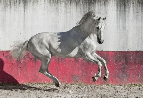 A White Horse Is Galloping In Front Of A Red And White Wall With The