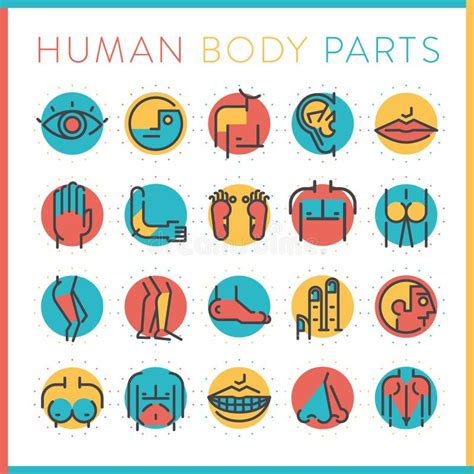 Collection Of Human Body Parts Vector Illustration Decorative Design