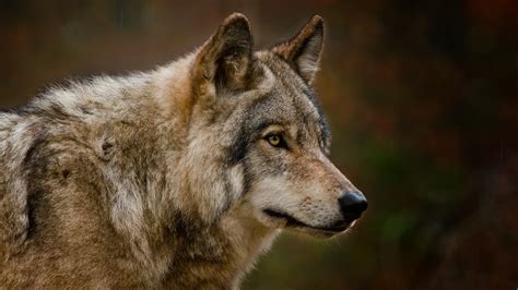 Dire wolves far apart from other canines - study