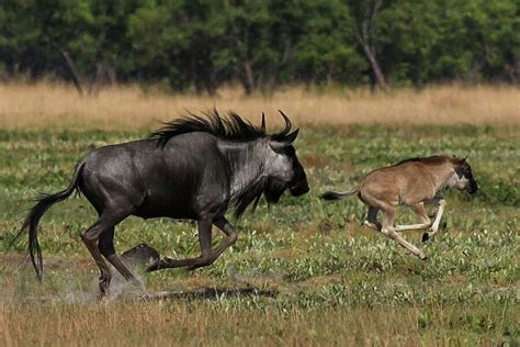 Common Blue Wildebeest Adult Running With 2 Week Old Calf Photos