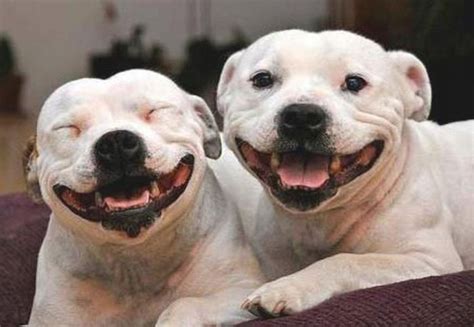 Happy Dogs Animals