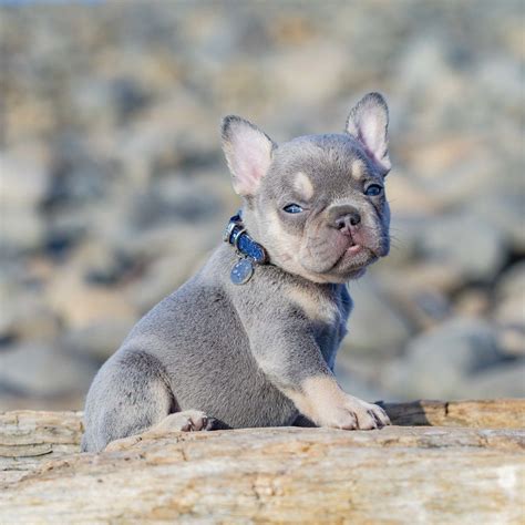 He was whelped on 12.07.20 and will be ready to leave on 02.13.21. dogs | French bulldog puppies, Bulldog puppies, Blue ...