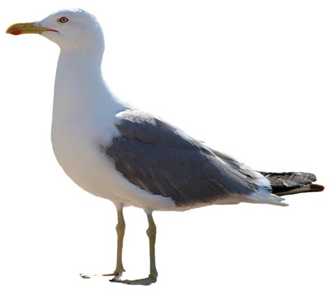 The Seagull Icon Gull Png Png Download 650573 Free Transparent