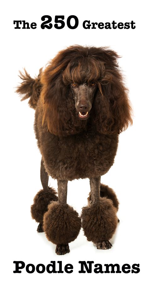 Explore baby boy names that start with c 🖤 Best Aesthetic Dog Names - 2021