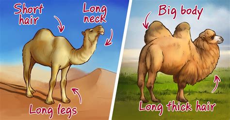 Why Some Camels Have 2 Humps And Others Just One 5 Minute Crafts