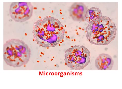 6 Friendly Microorganisms Around You Seekog Revise Test Master