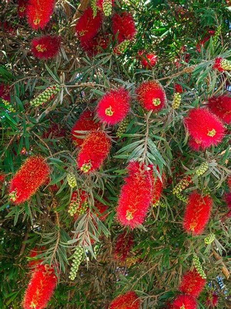 10 Stunning Red Flowering Shrubs Garden Lovers Club Tree With Red