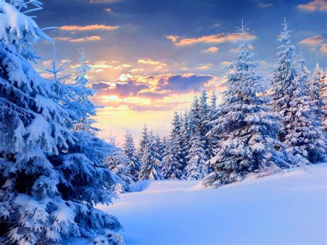 Winter, snow, trees, sky, sunset, nature landscape wallpaper | nature ...