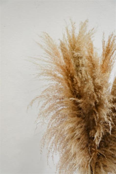 Tall Pampas Grass Bouquet 4ft Grand Sale Dry Floral For Home Etsy