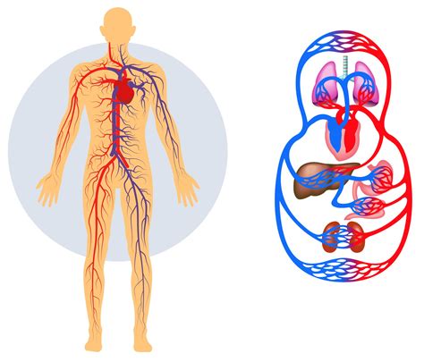 Definición De Sistema Circulatorio Estructura Función Modos Abierto