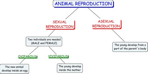 5 Characteristics Of The Animals Nutrition And Reproduction Learning
