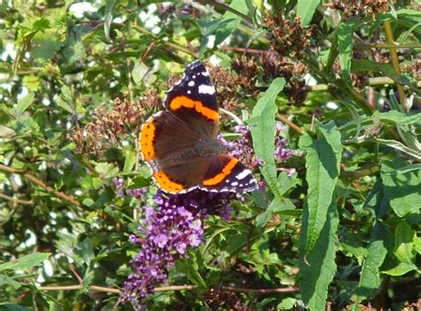 Big Butterfly Count 2017 Results